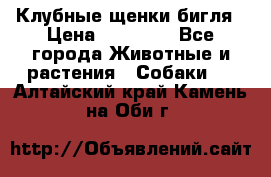 Клубные щенки бигля › Цена ­ 30 000 - Все города Животные и растения » Собаки   . Алтайский край,Камень-на-Оби г.